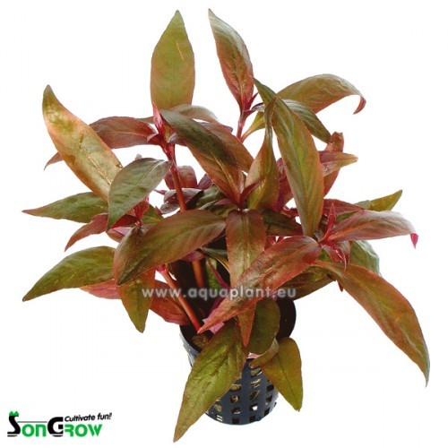 Alternanthera lilacina en pot